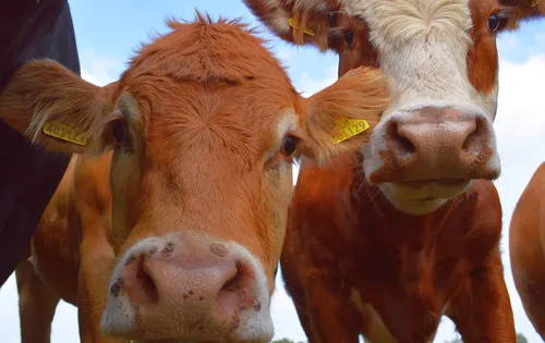 A surprisingly smart cow challenges what we think we know about bovine brains